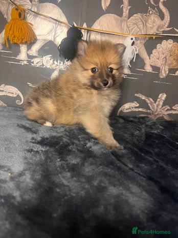 Pomeranian dogs - Advert 13