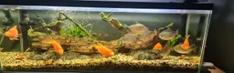 Other/Mixed Breed fish for sale: Fish  - Advert 1