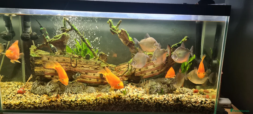 Other/Mixed Breed fish for sale: Fish  - Advert 1