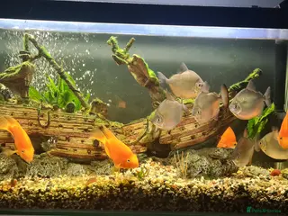 Other/Mixed Breed fish Fish - Advert 9