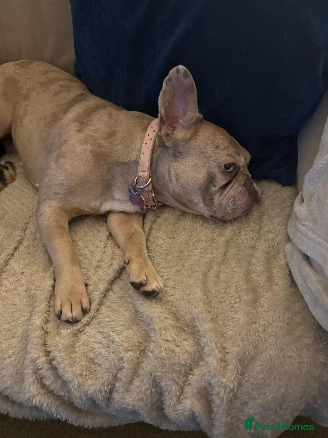 French Bulldog dogs for sale: Female French bulldog - Advert 4