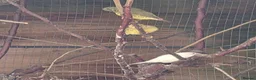 Mixed Breed birds for sale:  Star, Gouldians, Grass Finch and canaries - Advert 7