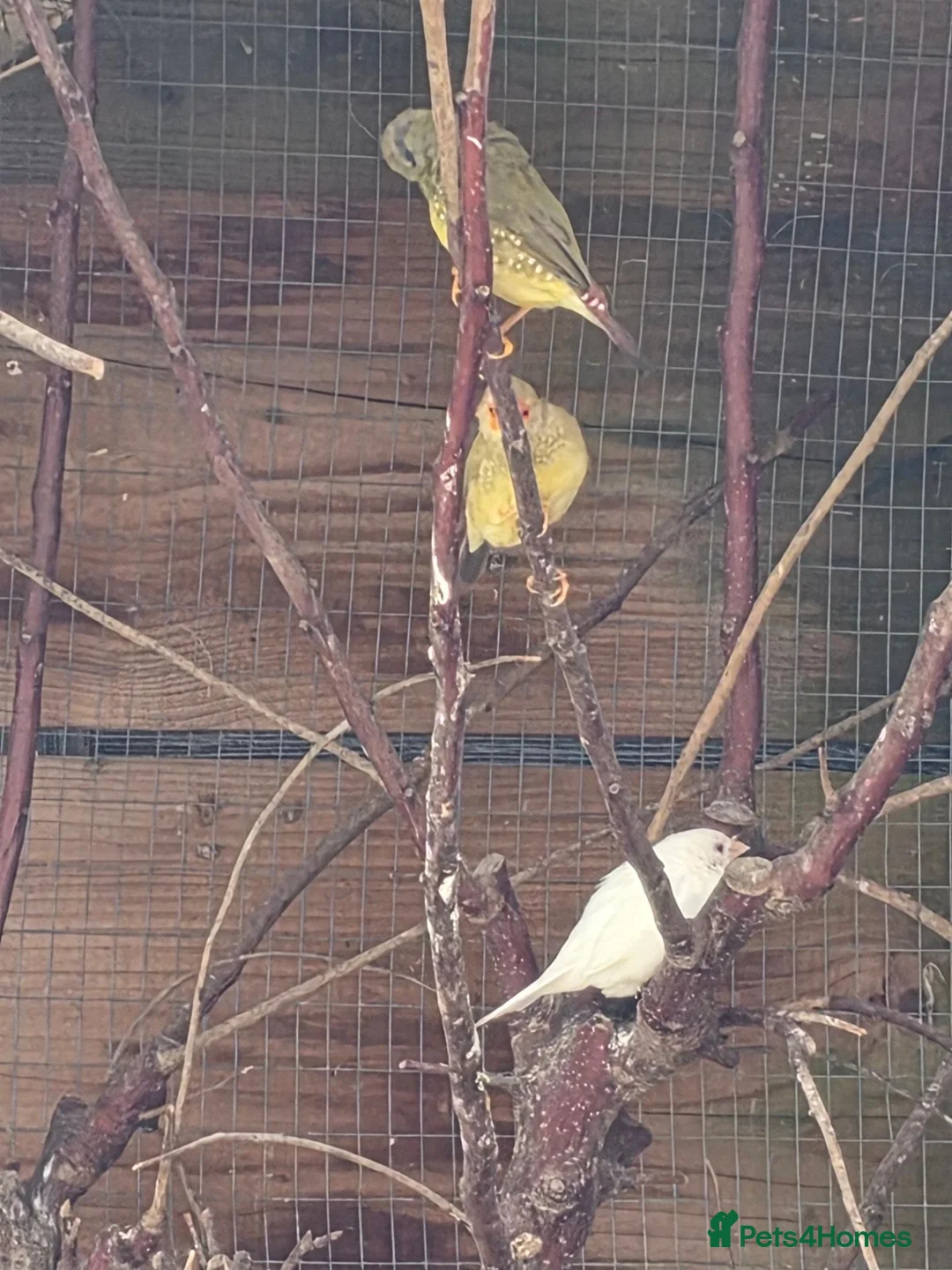 Mixed Breed birds for sale:  Star, Gouldians, Grass Finch and canaries - Advert 7