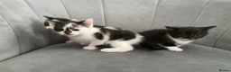 Mixed Breed cats for sale: Kittens  in Cardiff - Advert 4