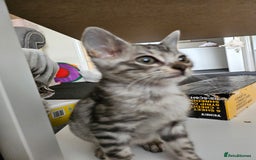 Bengal cats for sale: 2 stunning unique snow bengal kittens left  - Image 14