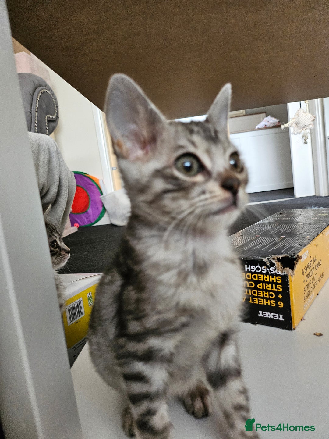 Bengal cats for sale: 2 stunning unique snow bengal kittens left  - Image 14