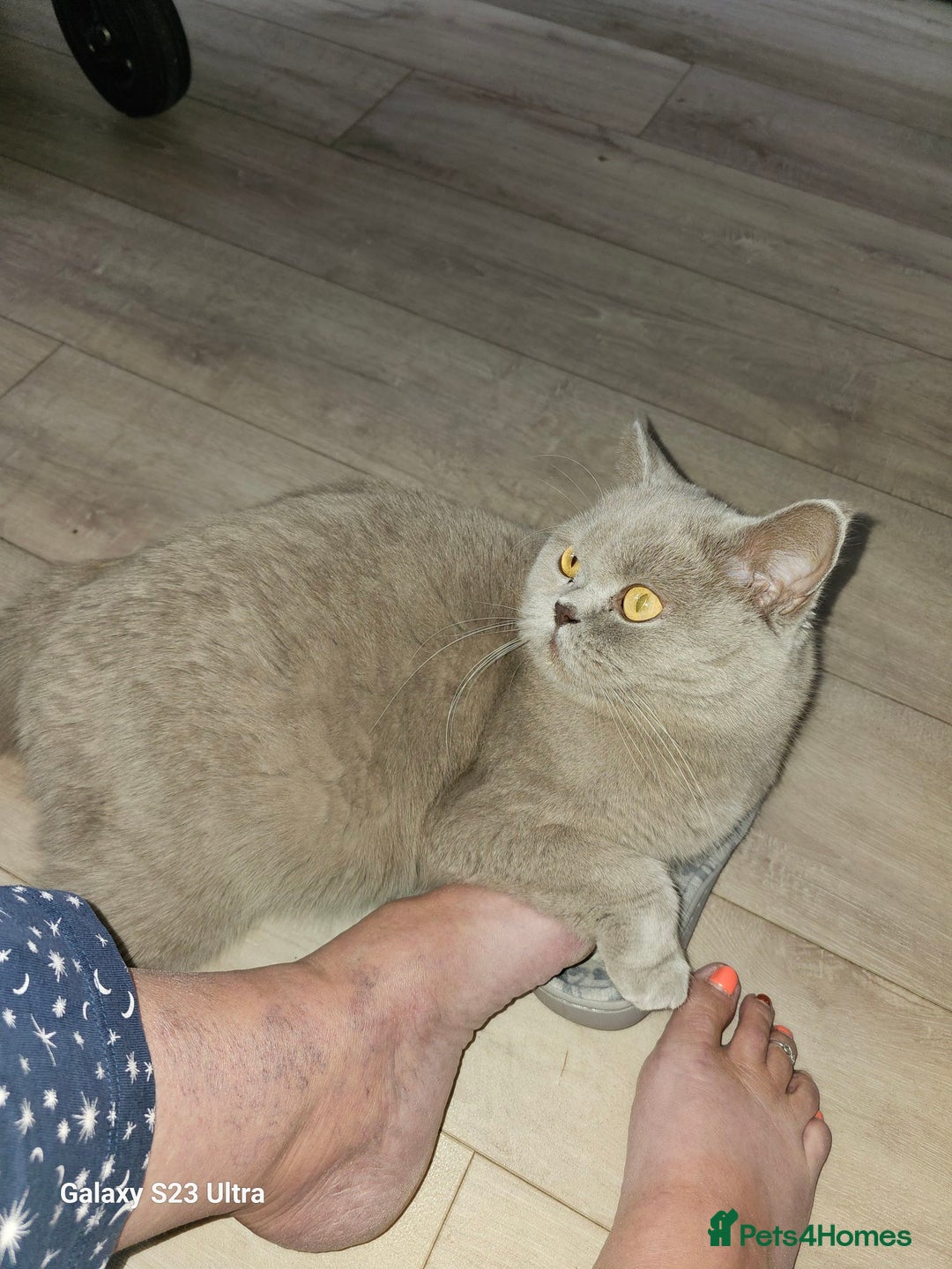 British Shorthair cats for sale: Beautiful  British  shorthair  kittens - Advert 2