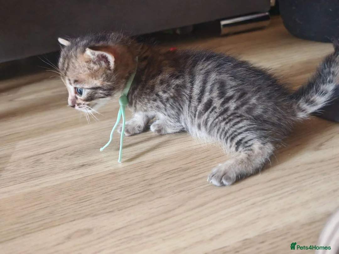 Bengal cats for sale: 1 Female Left!! Ready to leave Bengal Mix Kittens - Advert 23