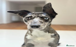 Lurcher dogs for stud: Collie x Whippet Stud  - Image 5