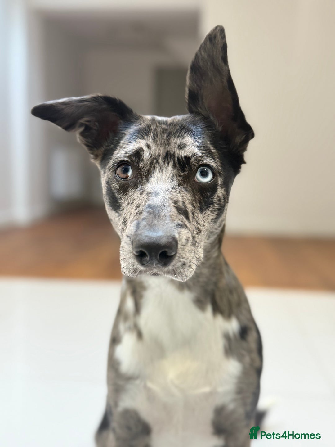 Lurcher dogs for stud: Collie x Whippet Stud  - Image 5