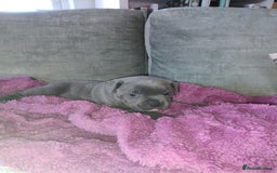 Staffordshire Bull Terrier dogs for sale: Blue Staffie Pups - Image 15