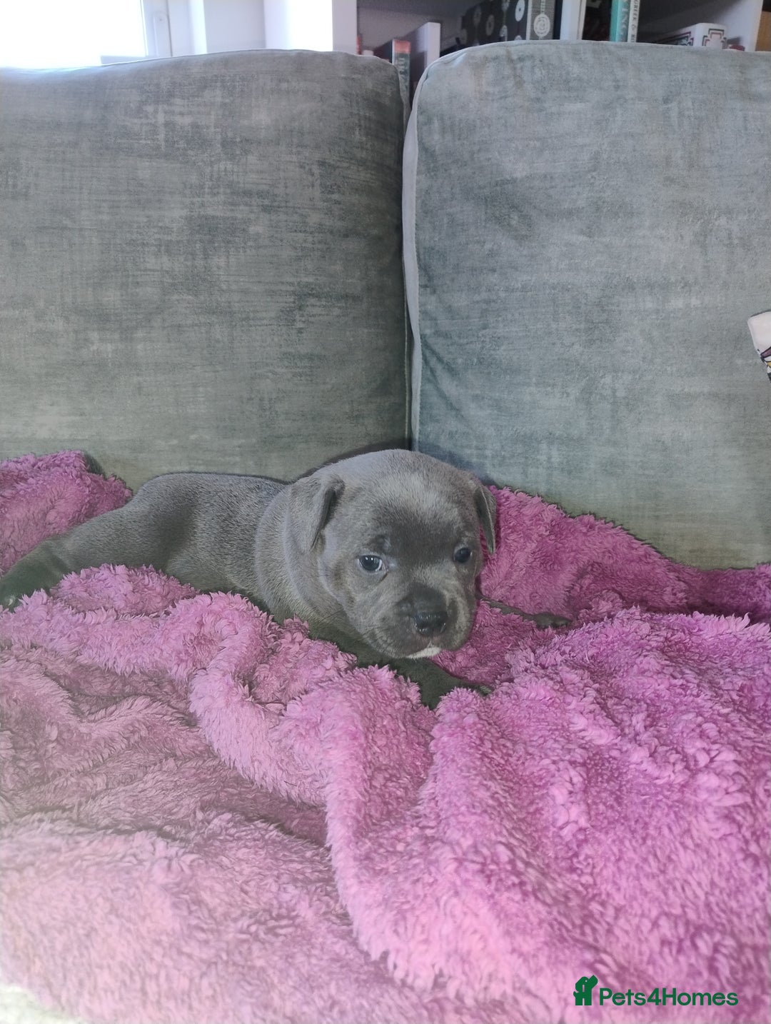 Staffordshire Bull Terrier dogs for sale: Blue Staffie Pups - Image 15