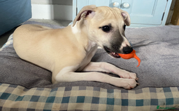 Whippet dogs for sale: Top quality pups due October - Image 17