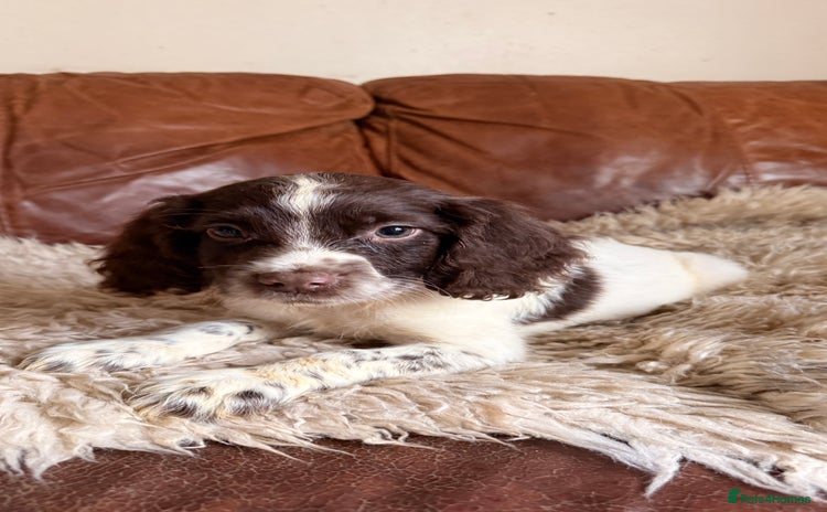 English Springer Spaniel dogs Stunning Litter of Beautiful Working ESS Puppies. - Advert 3