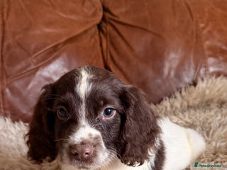 English Springer Spaniel dogs Stunning Litter of Beautiful Working ESS Puppies. - Advert 10