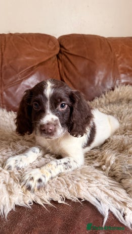 English Springer Spaniel dogs Stunning Litter of Beautiful Working ESS Puppies. - Advert 3