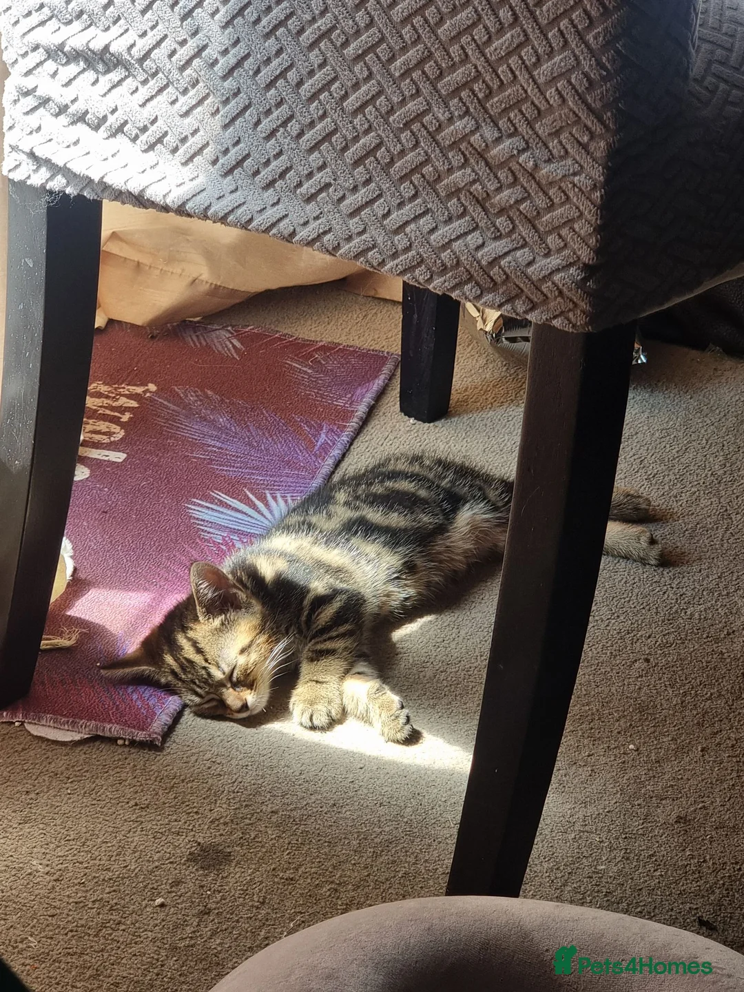 Domestic Shorthair cats for sale: Beautiful kittens for sale /see pictures - Advert 10