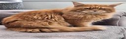 Maine Coon cats for sale: Mainecoon kittens  - Advert 9