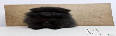 Pomeranian Puppy 2