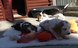 Beagle dogs for sale: Stunning KC Reg Beagle Pups - Ready Now - Image 23