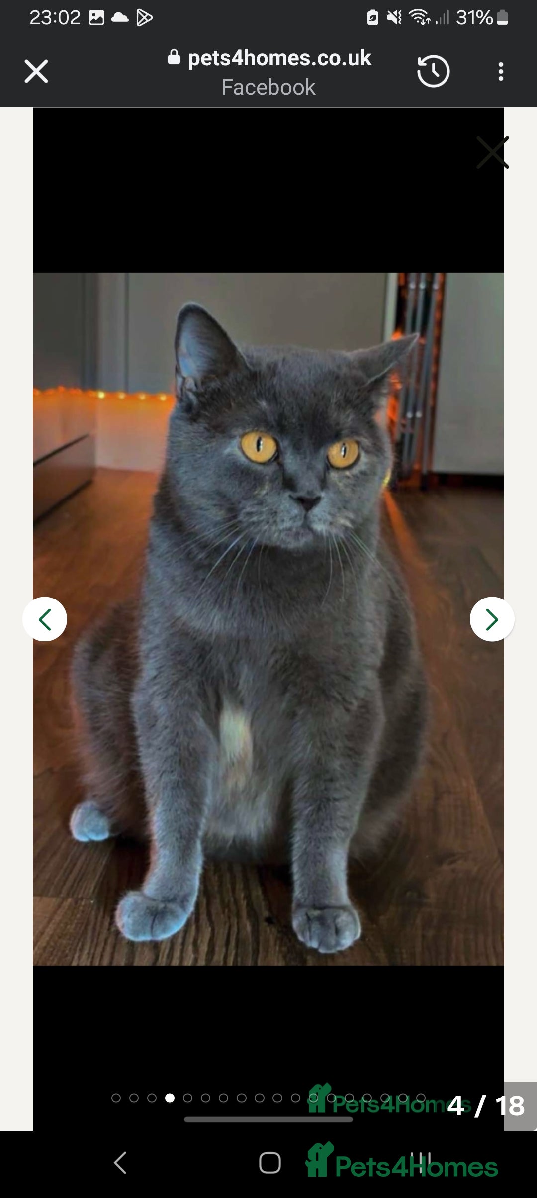 British Shorthair cats for sale: 2 British shorthair x  - Advert 6