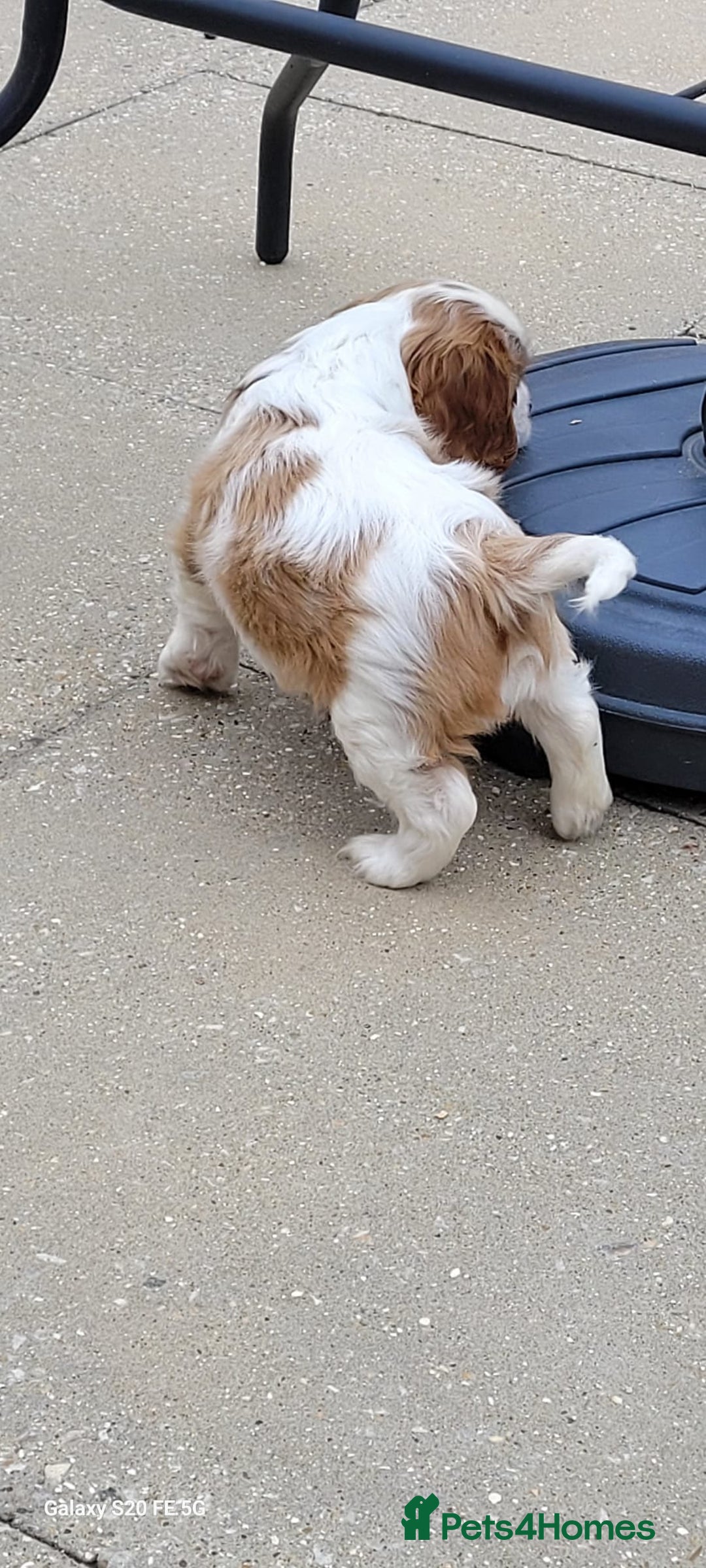 Cavalier King Charles Spaniel dogs for sale: Male Cavalier King Charles spaniel  - Image 9