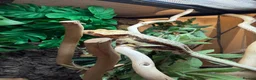 Gecko reptiles for sale: Lilly White Crested Gecko with full set up - Advert 5
