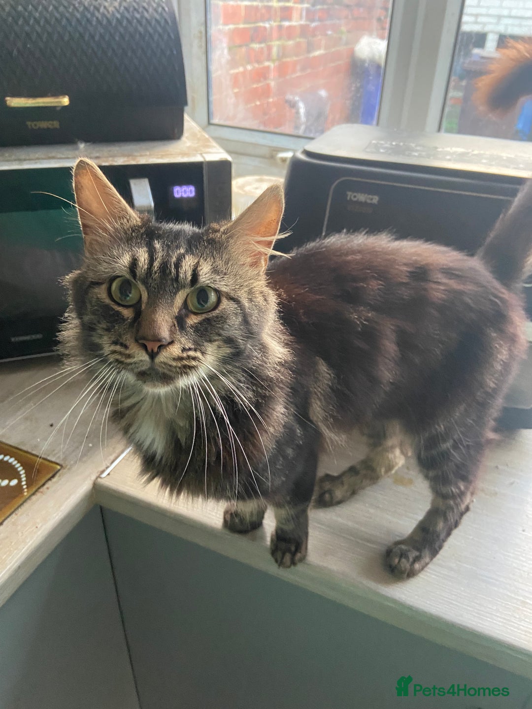 Maine Coon cats for sale: Maine Coon 2 year old male - Advert 2