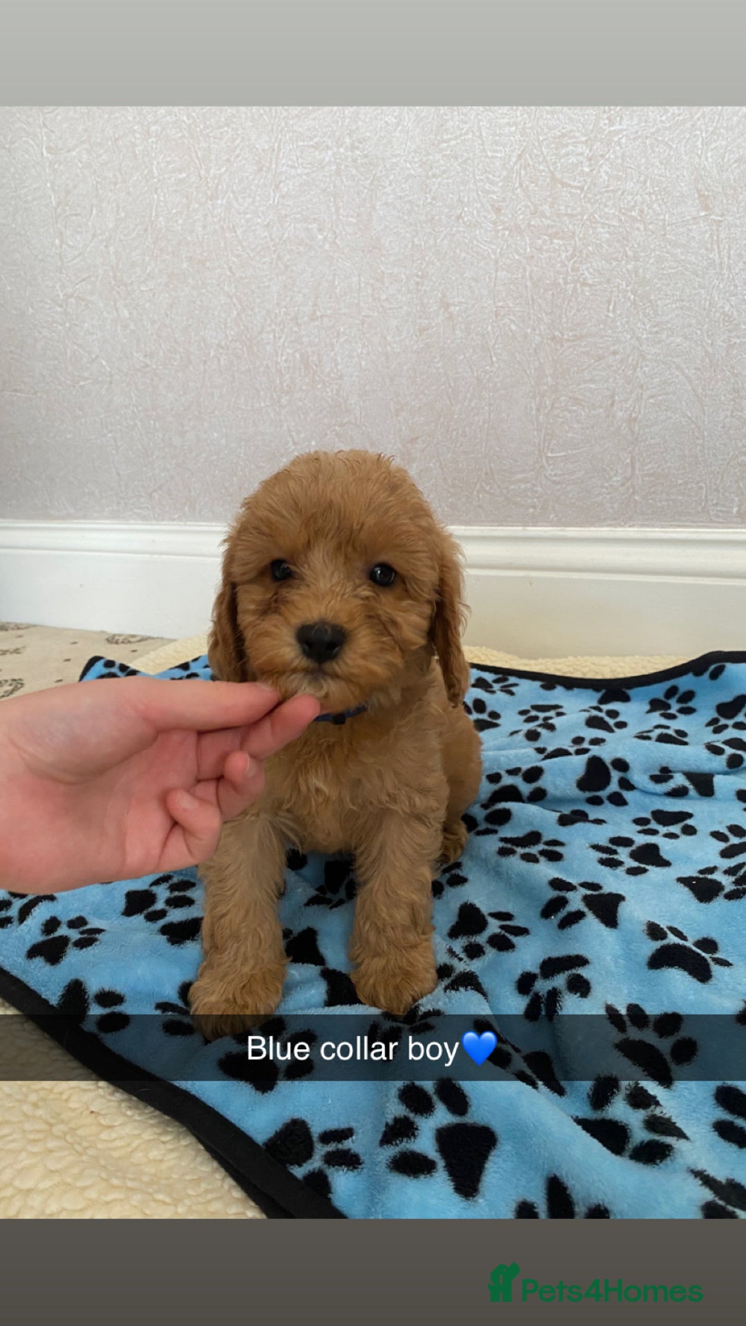 Cockapoo dogs for sale: ‼️6 gorgeous cockapoo pups ready to leave now‼️ - Image 2