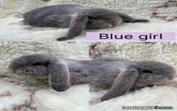 French Lop rabbits for sale: Stunning Purebred French Lop babies  - Image 2