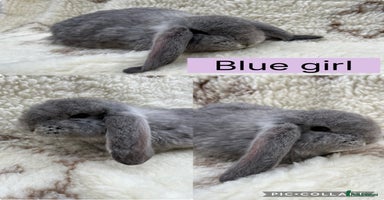 French Lop rabbits - Advert 14