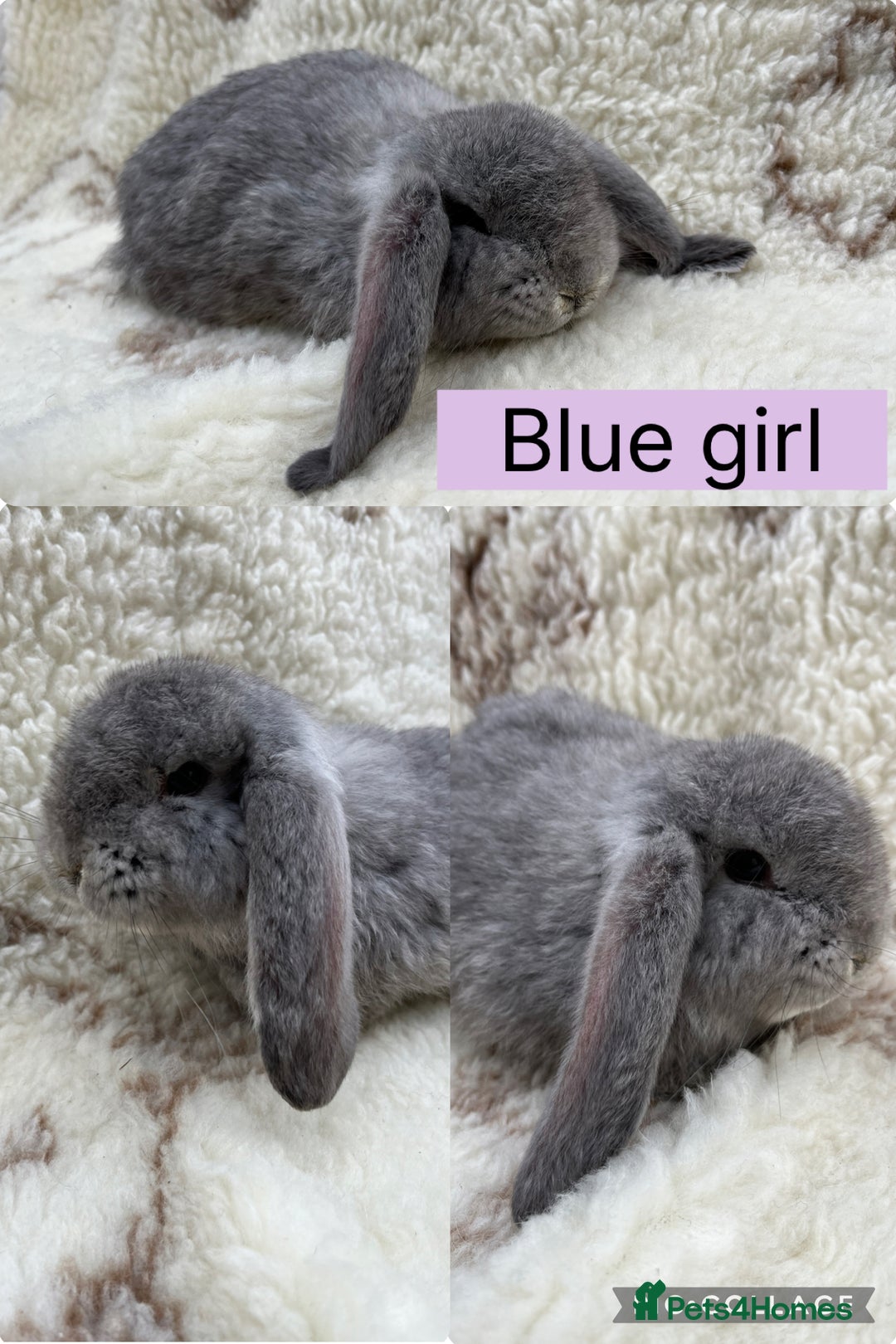 French Lop rabbits for sale: Stunning Purebred French Lop babies  - Image 2
