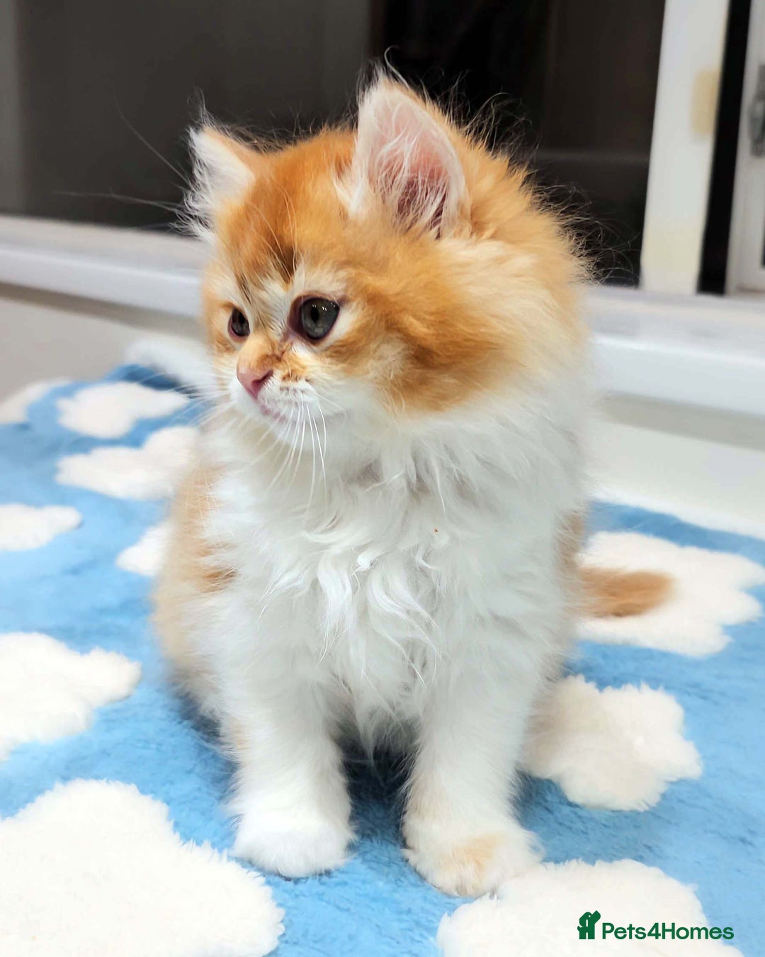 British Shorthair cats for sale: Lovely BSH/BLH Kittens Ready For New Home - Advert 4