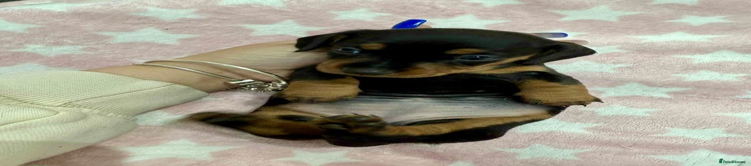 Miniature Dachshund Puppy 8