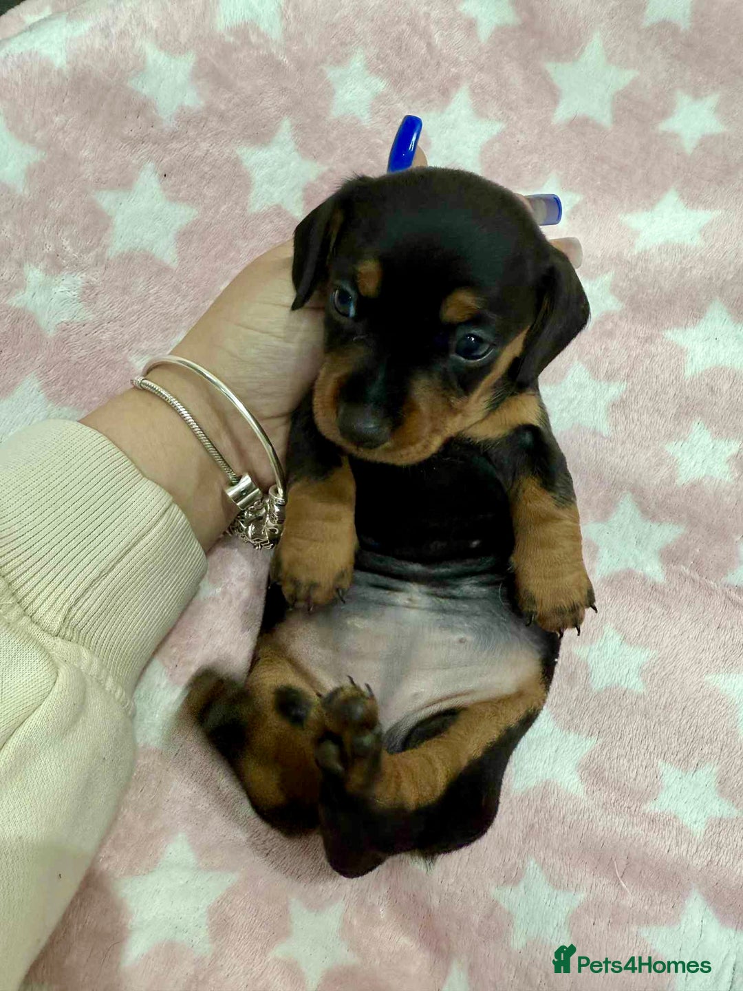 Miniature Dachshund dogs for sale: Cream Dapples & Red Dapples KC registered  - Image 11