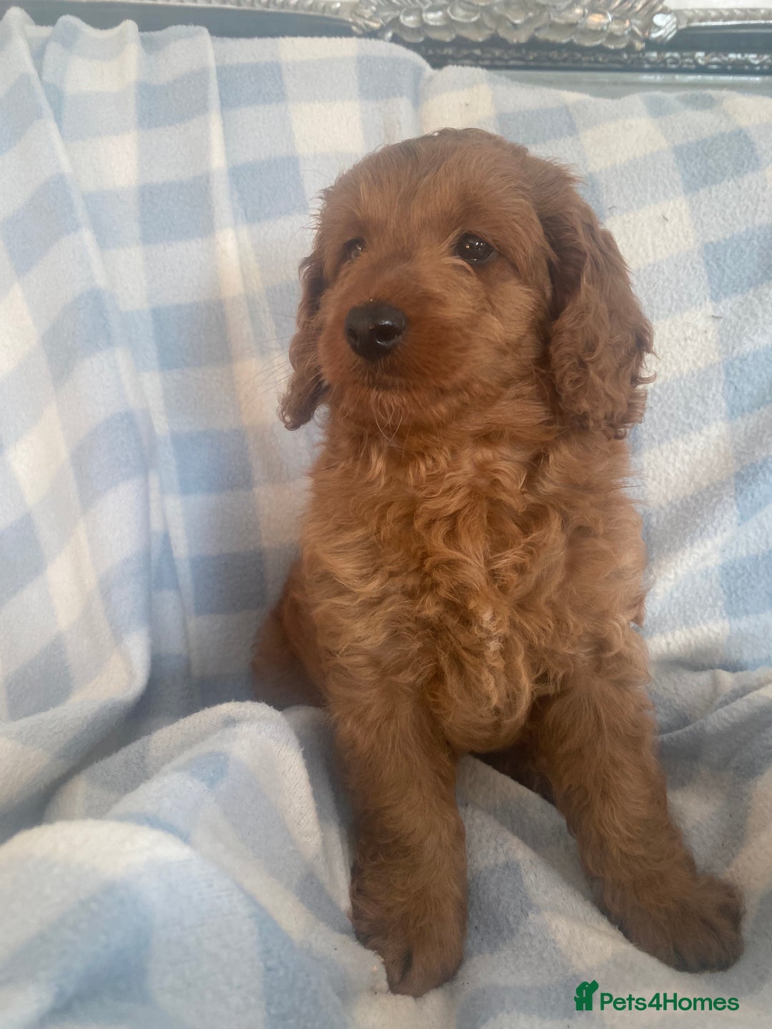Cockapoo dogs for sale: Stunning F1b Toy Cockapoo puppy 🐶 now 1 Boy left  - Image 3