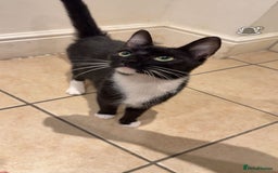 Domestic Shorthair cats for sale: 2 male  1year old cats ******  - Image 2