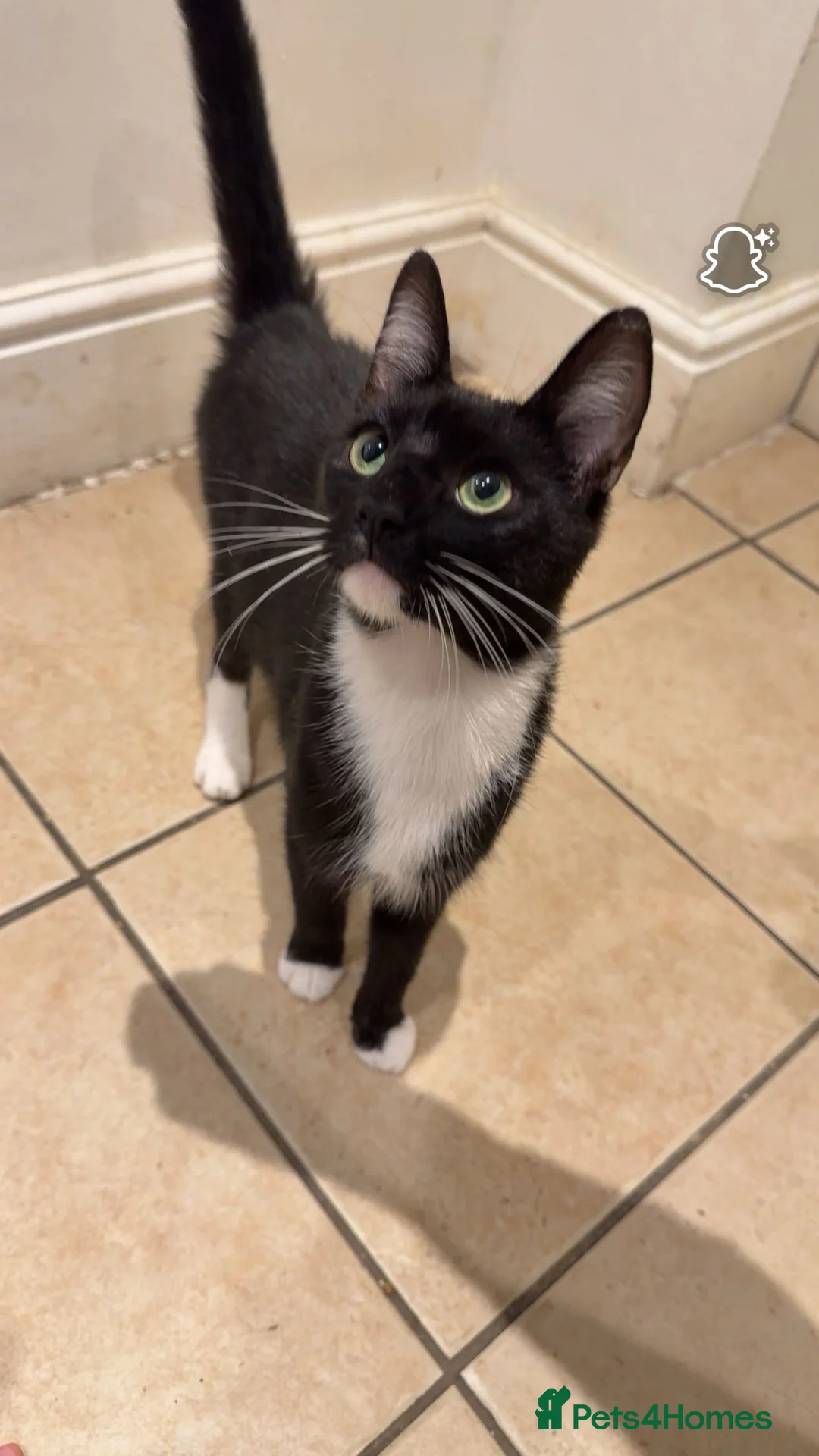 Domestic Shorthair cats for sale: 2 male  1year old cats ******  - Advert 2