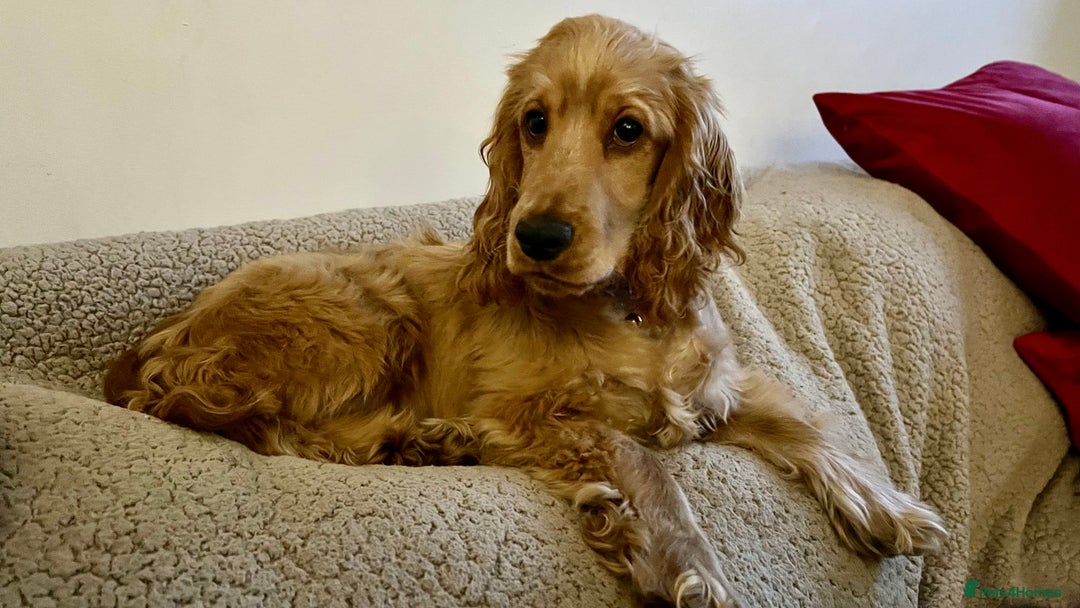 Cocker Spaniel dogs for sale: Expecting a Stunning Show Cocker Spaniel litter - Image 5