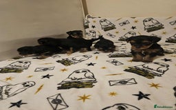 Yorkshire Terrier dogs for sale: Hello - Image 3