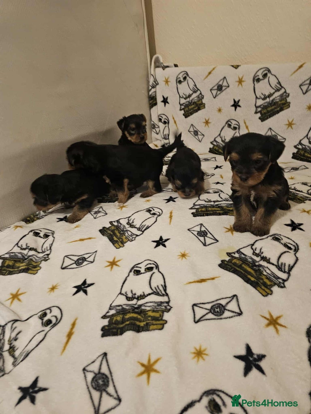 Yorkshire Terrier dogs for sale: Hello - Image 3