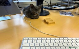 Russian Blue cats for sale: 3 Month Old Kitten Looking 4 a Loving Forever Home - Advert 9