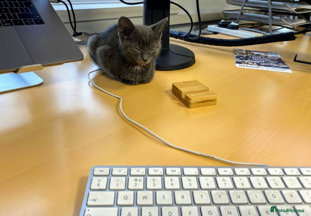 Russian Blue cats for sale: 3 Month Old Kitten Looking 4 a Loving Forever Home - Advert 9