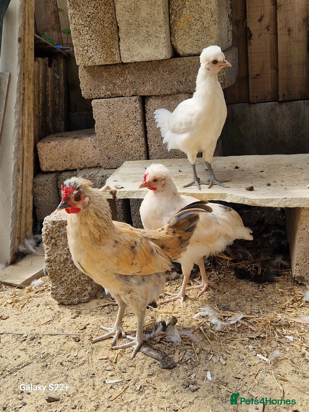 Chickens poultry for sale: FREE TO GOOD HOME - Image 4