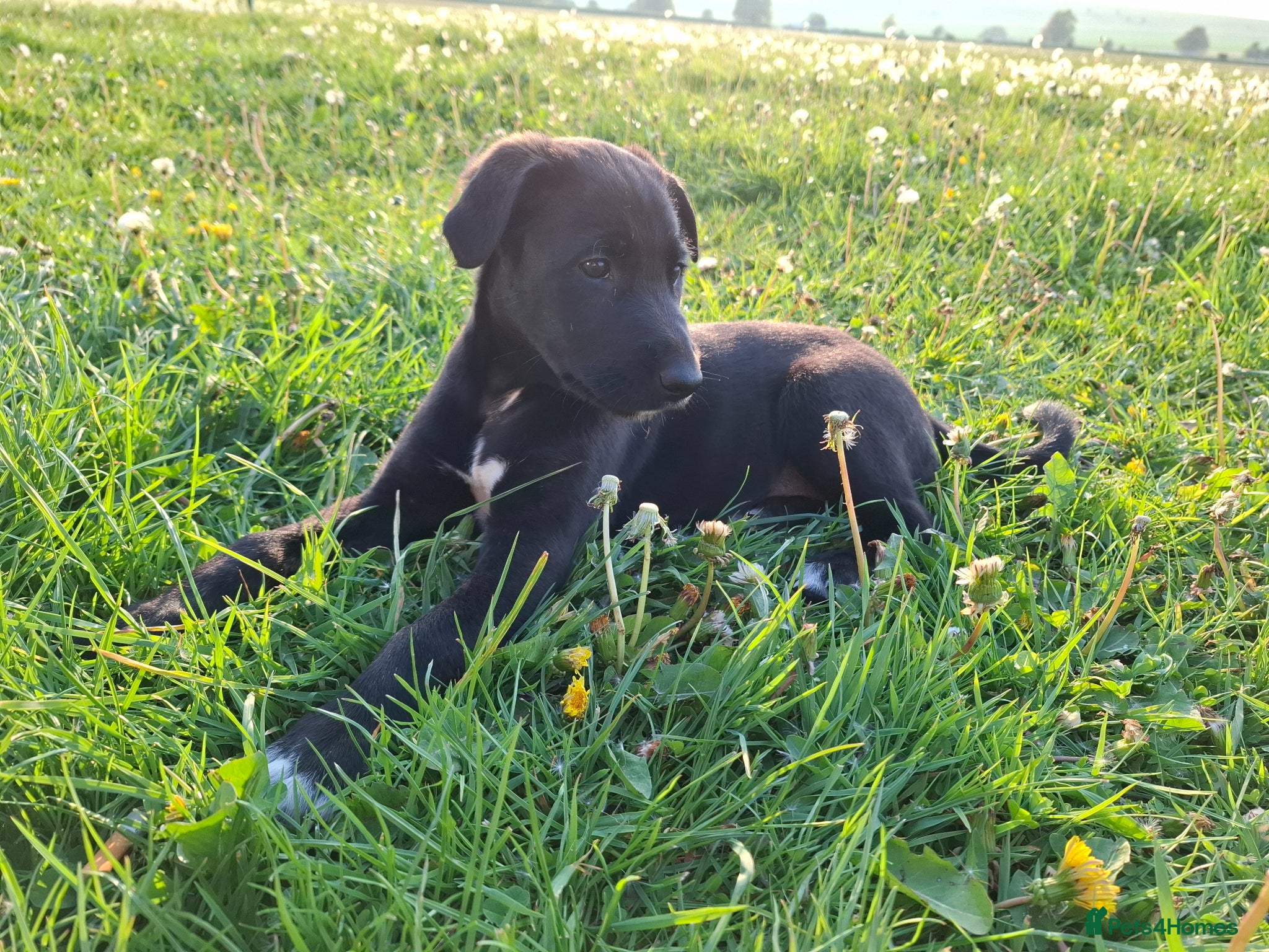 Lurcher dogs Greyhound x shepherd/collie  - Advert 9