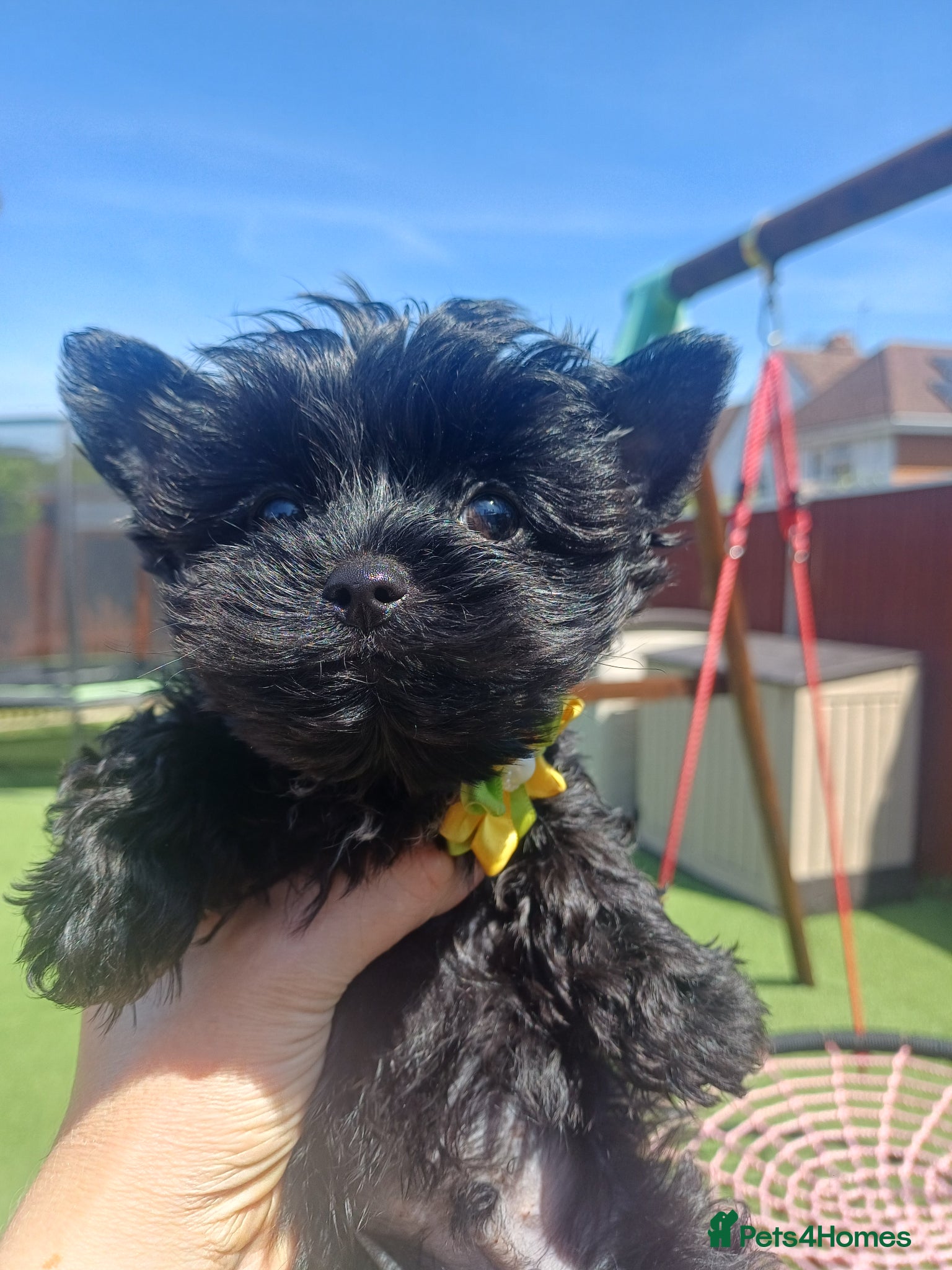 Yorkshire Terrier dogs Last two! Black Mini Yorkshire Terrier - Advert 1