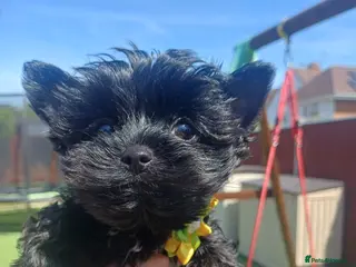 Yorkshire Terrier dogs Last two! Black Mini Yorkshire Terrier - Advert 2
