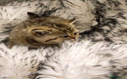 British Shorthair cats for sale: Blue, lilac, chocolate golden girls  - Advert 6