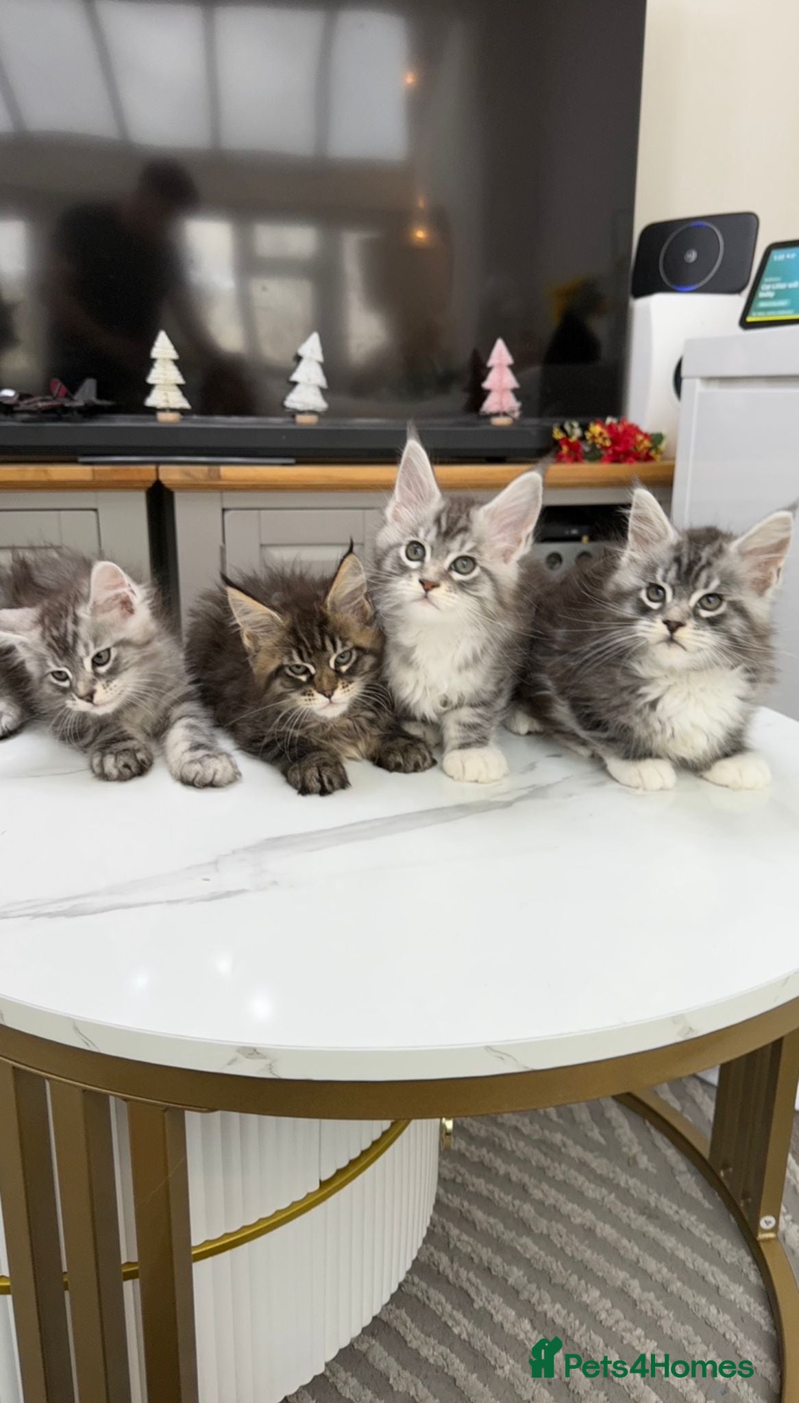 Maine Coon cats Only TWO LEFT Purebred black sliver maincoon - Advert 5