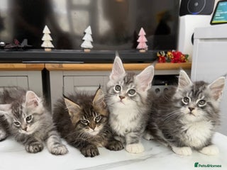 Maine Coon cats Purebred black sliver maincoon - Advert 1